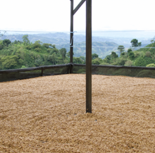 Načítať obrázok do zobrazovača galérie, Typica Decaf Colombia – Nogales/100g na filter s chuťou oolong a broskyňa