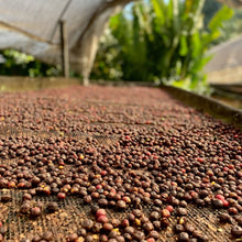 Načítať obrázok do zobrazovača galérie, Kostarika Brunca Chirripo/Anaerobic natural/250g