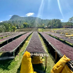 Etópia BOMBE/250g/Filter/Jahoda a panela