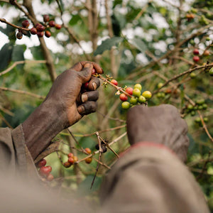 Burundi BUMBA HILL LOT 1/Espresso s chuťou mandarínky