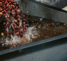 Načítať obrázok do zobrazovača galérie, Caturra Decaf Colombia Nogales/100g na filter/Krémová a ovocná liči chuť
