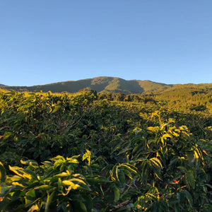 Costa Rica LAURINA LOW CAF/250g/Ovocná a oriešková