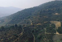 Načítať obrázok do zobrazovača galérie, GESHA CHINA YUNNAN/100g na filter
