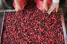 Načítať obrázok do zobrazovača galérie, Guatemala Concepcion Gesha/250g na filter

